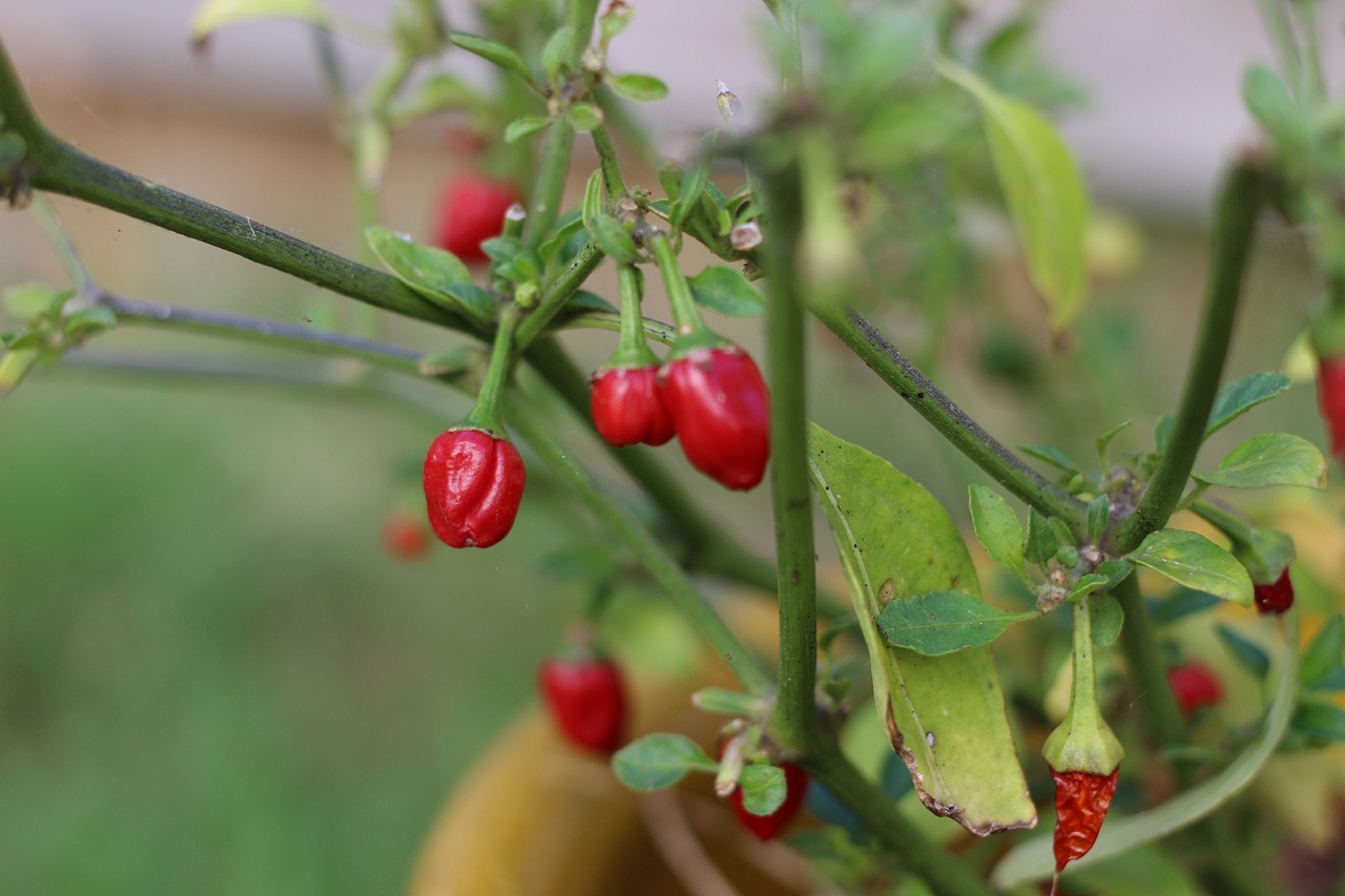 10 Essential Tips for Cooking with Chili Peppers